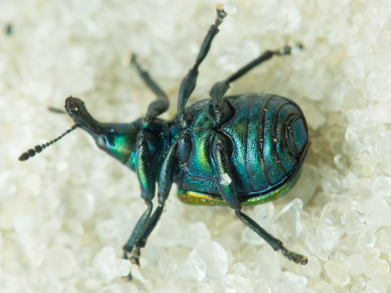 Byctiscus populi (Linnaeus, 1758)